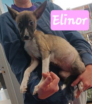 Elinor