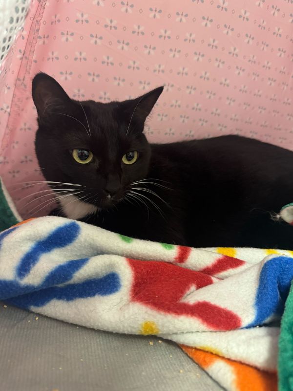 Cinderella thumbnail 2