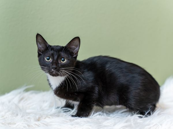 Cinderella thumbnail 4