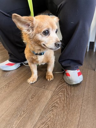 Professor Tinkerputt