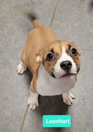 Leonhart