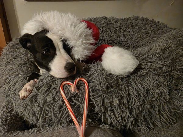 Hazebelle thumbnail 3