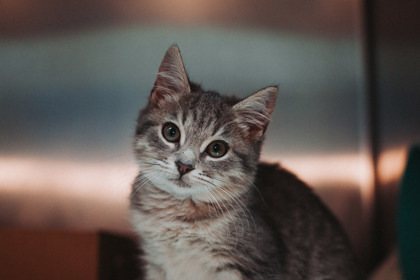 A Shakira thumbnail 2