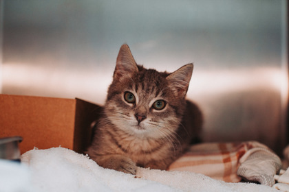 A Shakira thumbnail 3