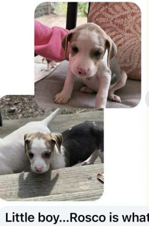 Rosco