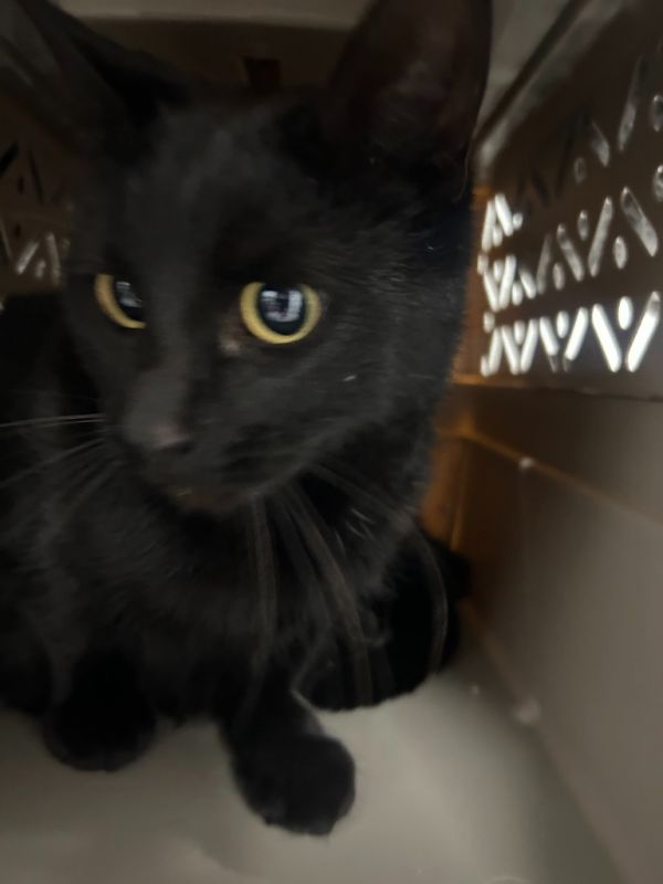 Pirate Peggy thumbnail 2