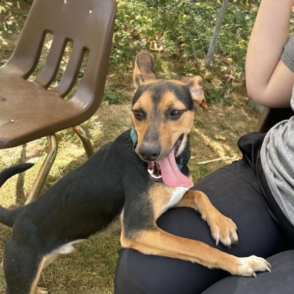 Tarantino thumbnail 2