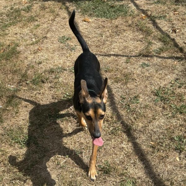 Tarantino thumbnail 3