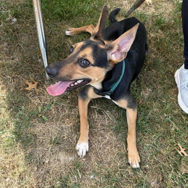 Tarantino thumbnail 4