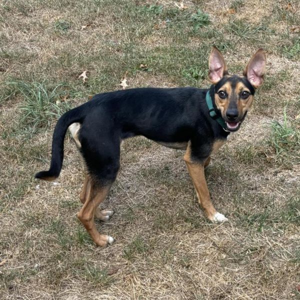 Tarantino thumbnail 5