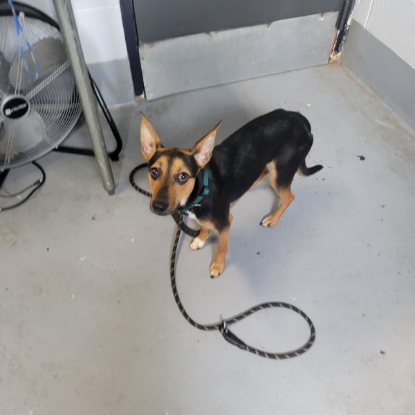 Tarantino thumbnail 6