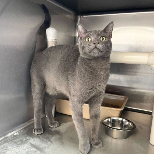 Lizard Leg thumbnail 2