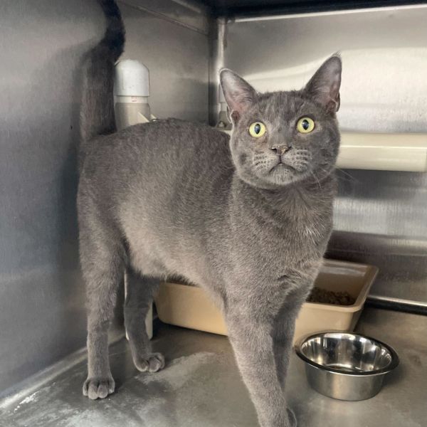 Lizard Leg thumbnail 3