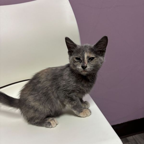 Mophelia thumbnail 2