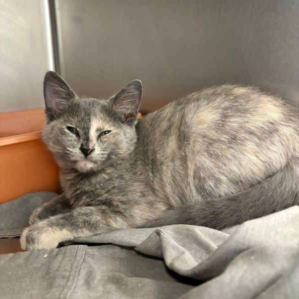 Mophelia thumbnail 3