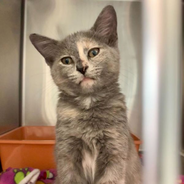 Mophelia thumbnail 4