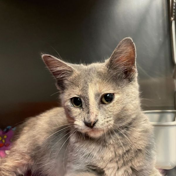 Mophelia thumbnail 5