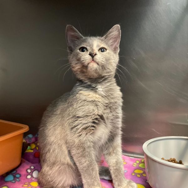 Mophelia thumbnail 6