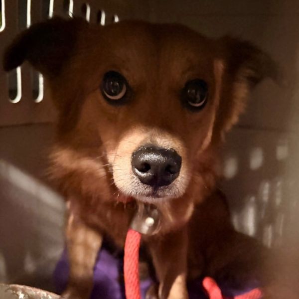 Clifford thumbnail 2