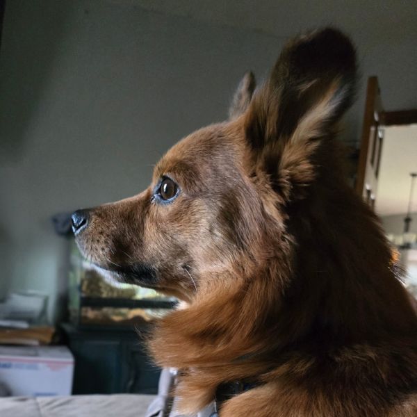 Clifford thumbnail 4