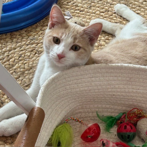 Brady Siblings: Greg (16645)