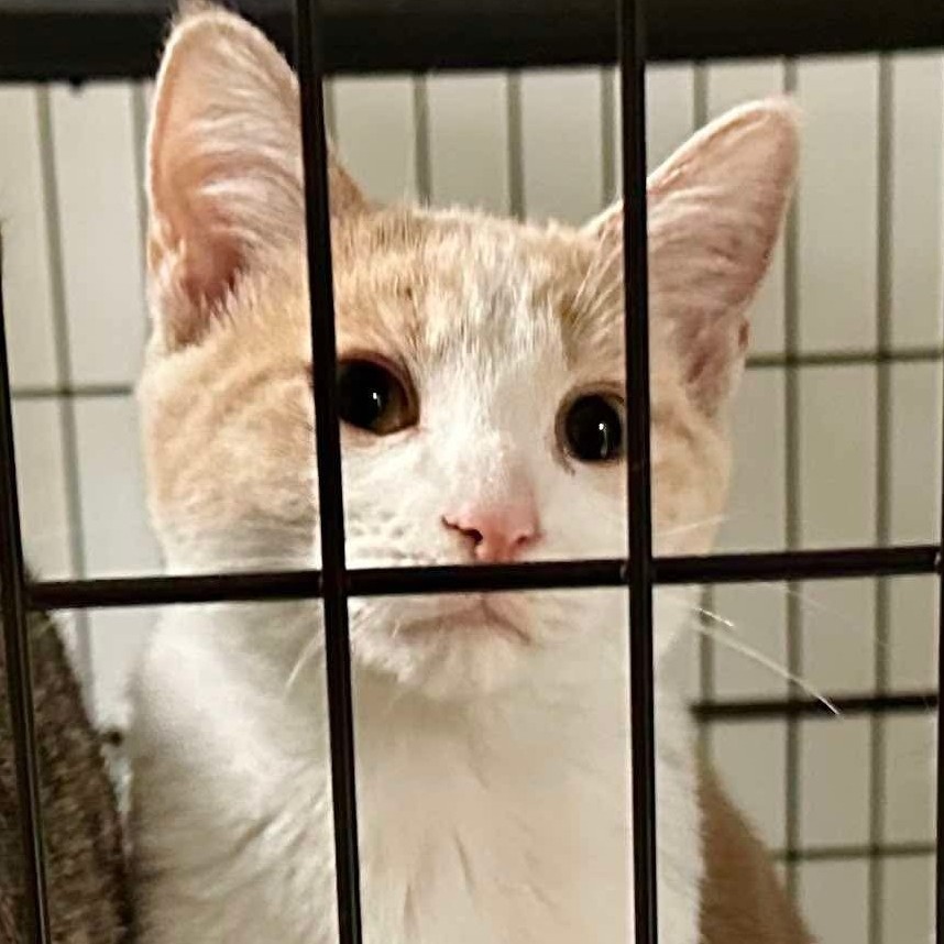 Brady Siblings: Greg (16645)