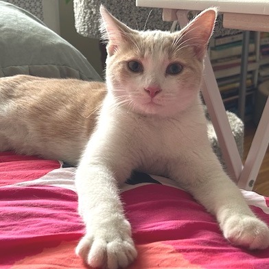 Brady Siblings: Greg (16645)