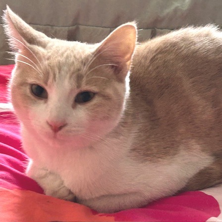 Brady Siblings: Greg (16645)