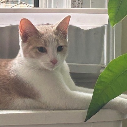 Brady Siblings: Greg (16645)