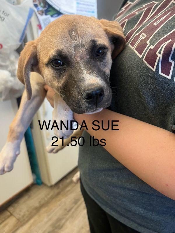 Wanda Sue