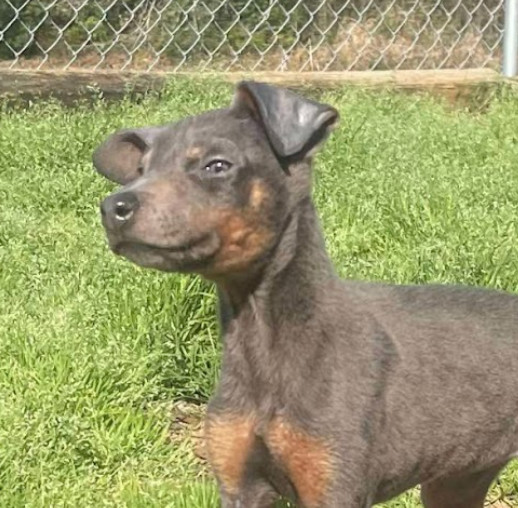 Sugarplum thumbnail 4