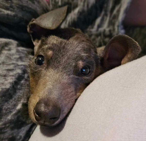 Sugarplum thumbnail 5