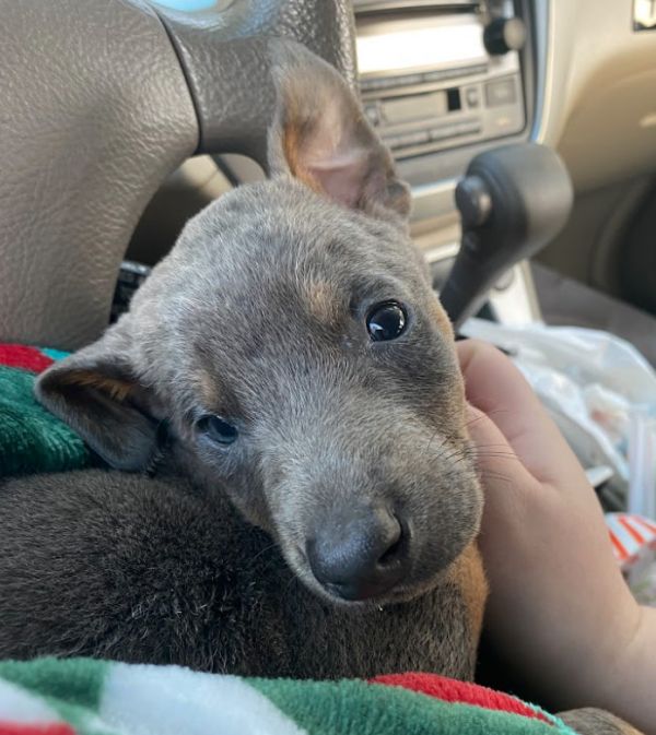 Sugarplum thumbnail 6