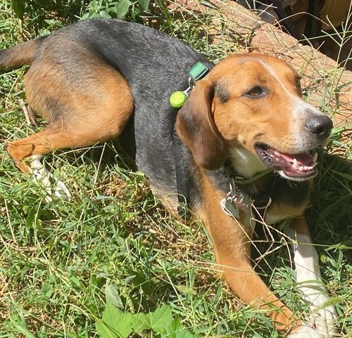 Shamrock thumbnail 2