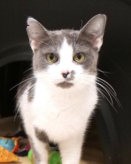 Angelina thumbnail 2