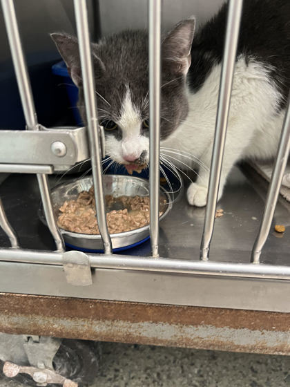 Angelina thumbnail 3