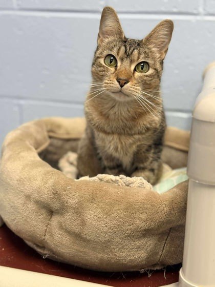 Mazikeen thumbnail 2