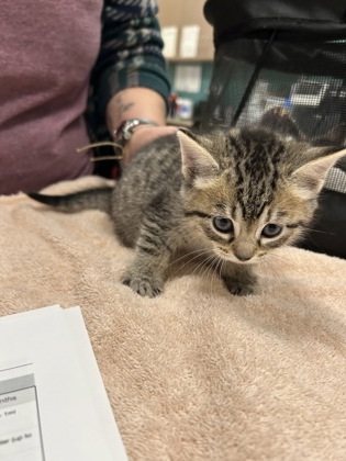 Zapf Chancery thumbnail 2