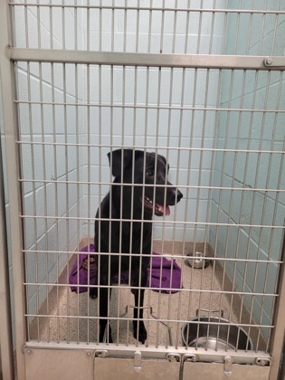 Tater Tot thumbnail 2