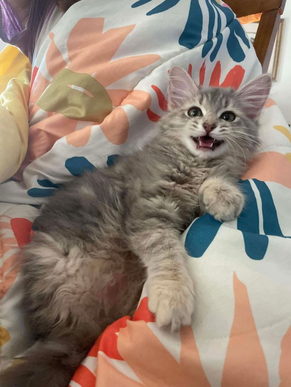 Baby Hog thumbnail 3