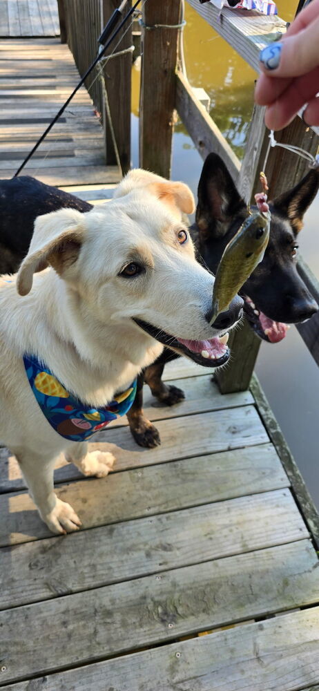 Hamilton thumbnail 4