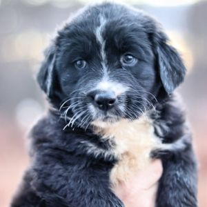 CT Gloria avail Nov 29