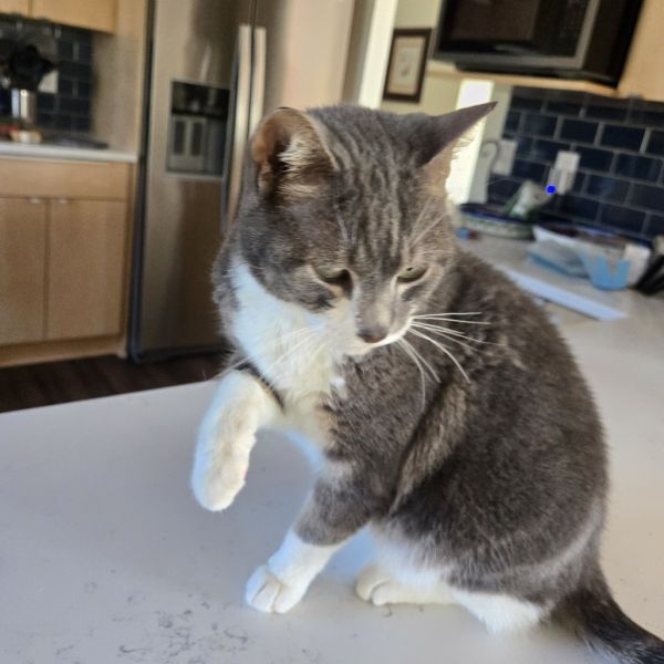 Einstein thumbnail 3