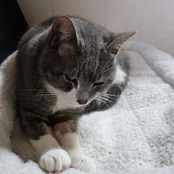 Einstein thumbnail 4