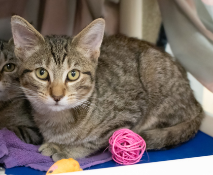 Cooky Cauldron thumbnail 2