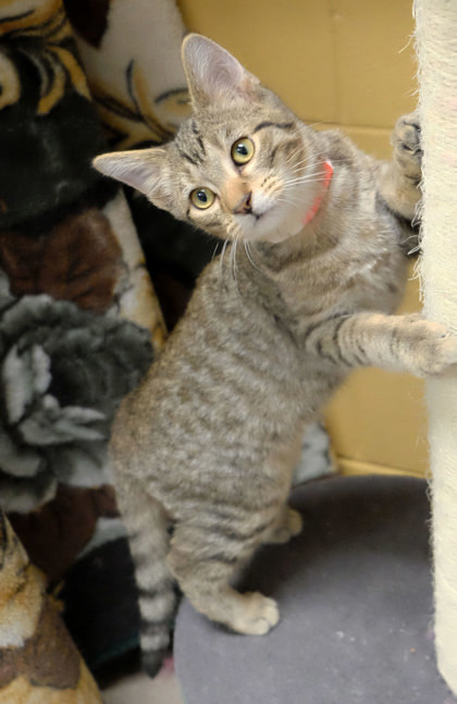 Cooky Cauldron thumbnail 3