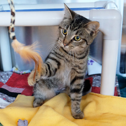 Oreo Chocolate Cake thumbnail 2