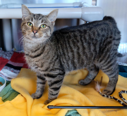 Oreo Chocolate Cake thumbnail 3