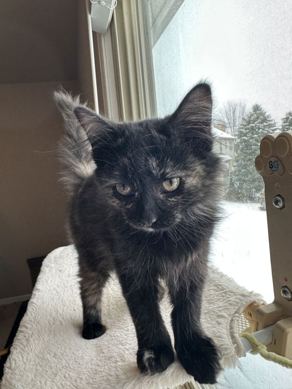 Dg Litter Ziva thumbnail 2