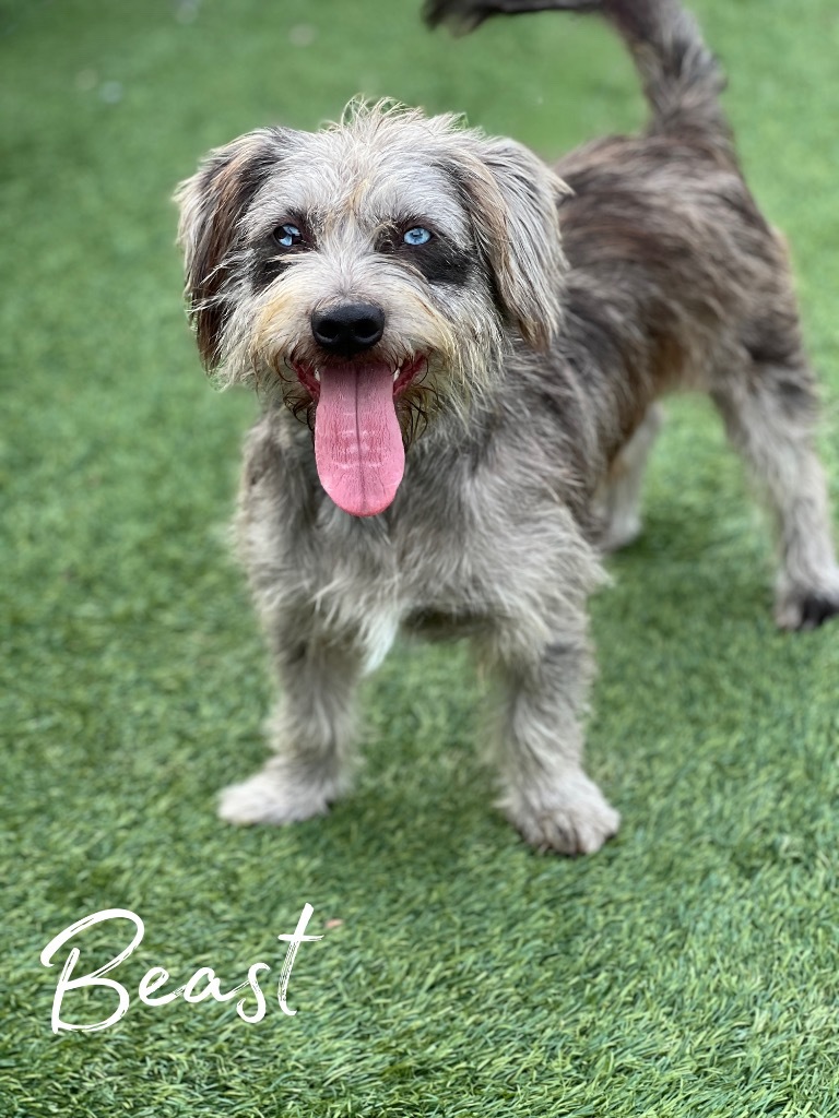 Beast
